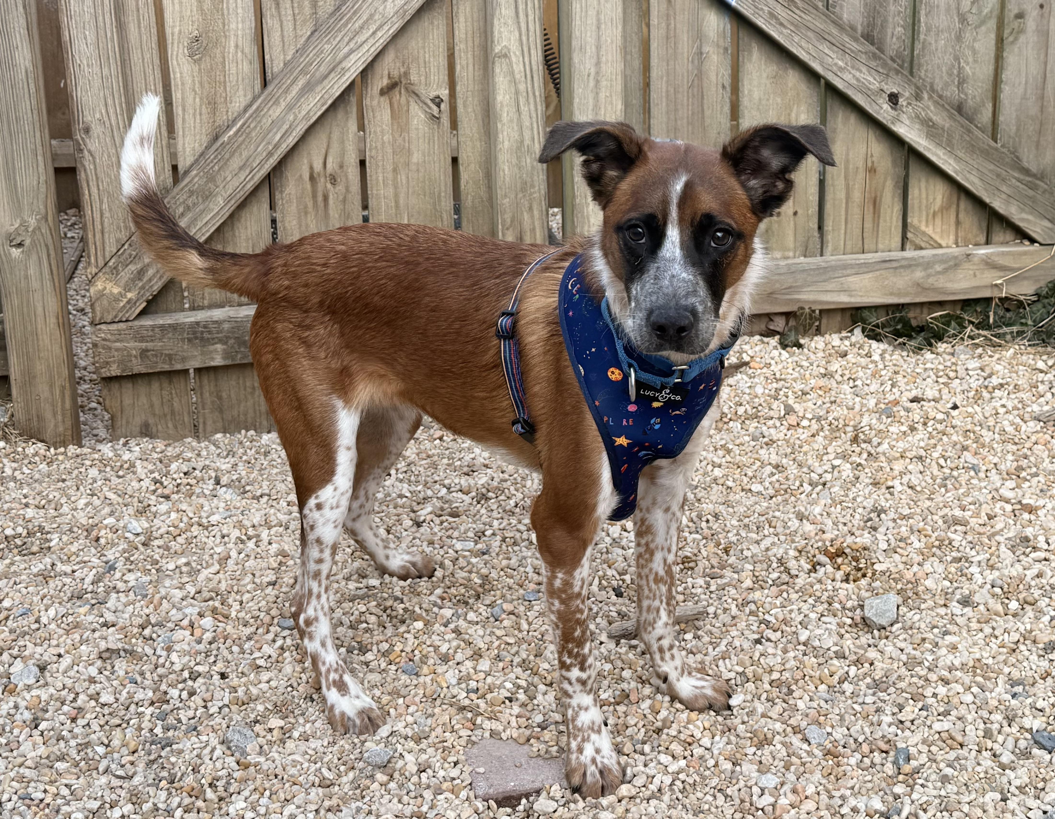 Enlarge Tobby, a ADOPTABLE Mixed Breed in Ellicott City, MD image 3/4