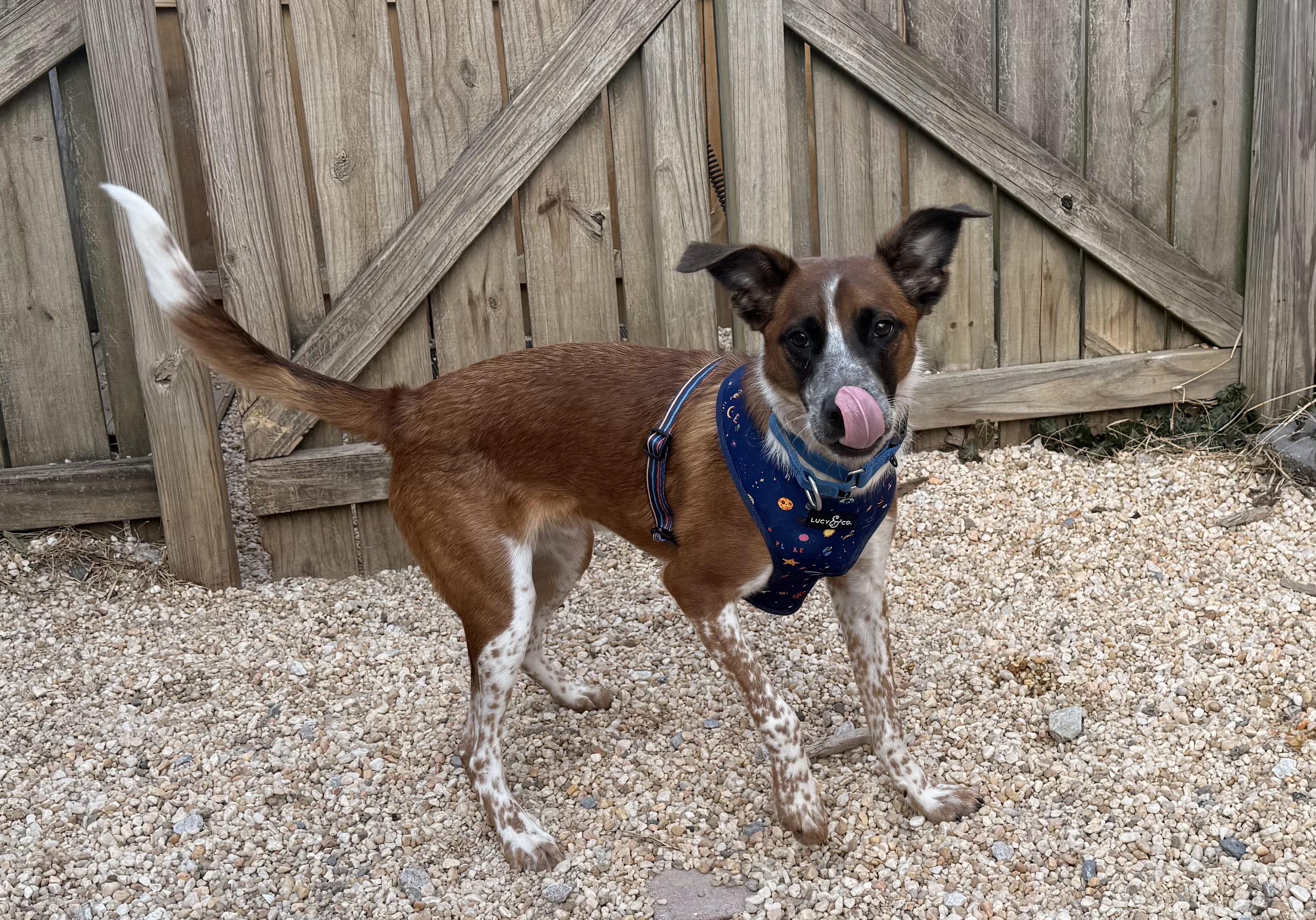 Enlarge Tobby, a ADOPTABLE Mixed Breed in Ellicott City, MD image 4/4