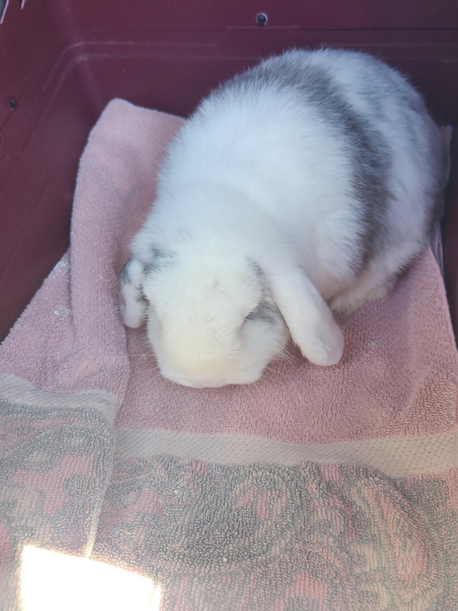 Mickey Blue Eyes, adopted, Adult Male Lop Eared.
