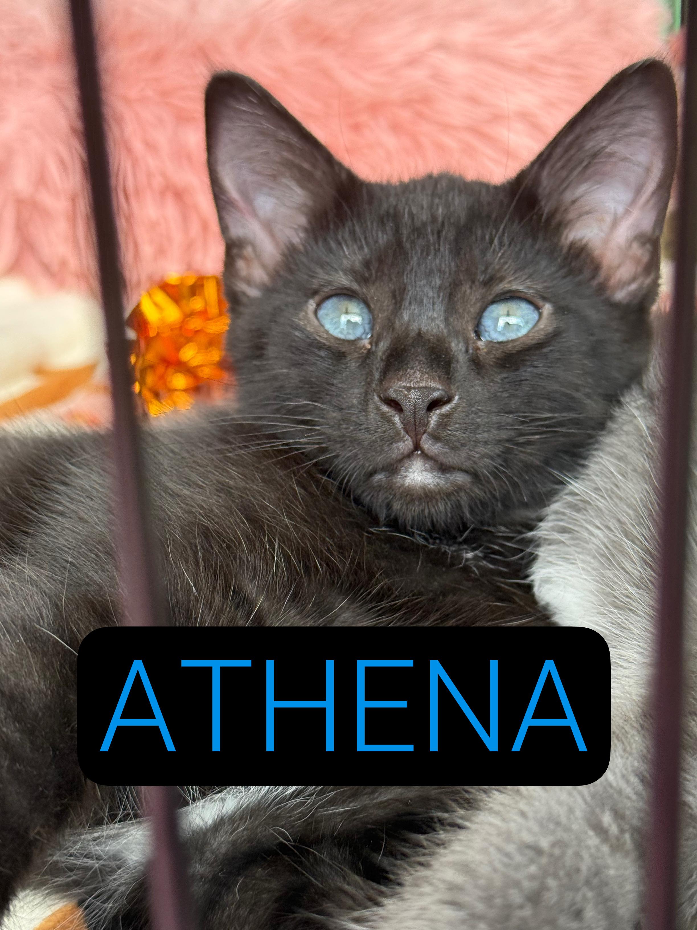 Enlarge Athena, a Adopted Domestic Short Hair in Phenix City, AL image 1/3