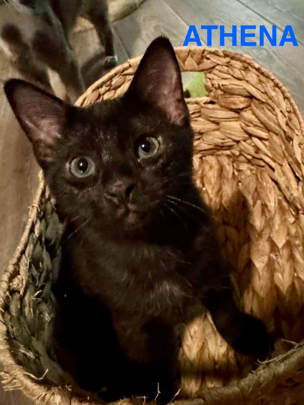 Enlarge Athena, a Adopted Domestic Short Hair in Phenix City, AL image 2/3