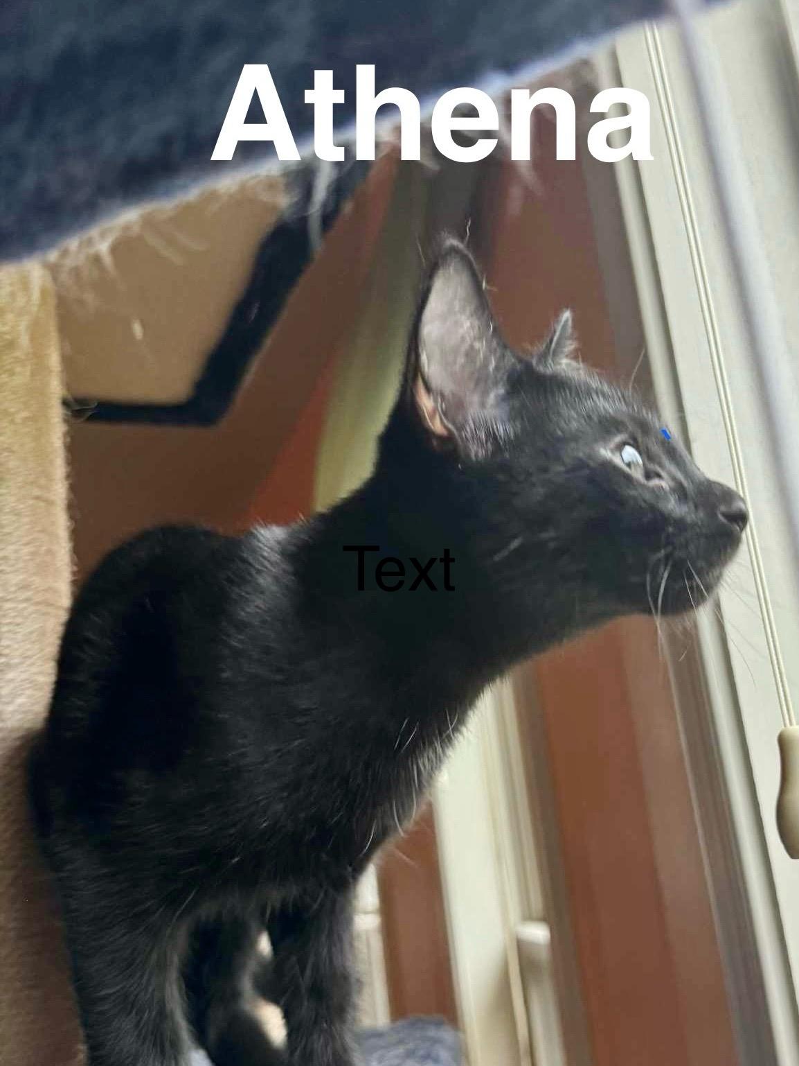Enlarge Athena, a Adopted Domestic Short Hair in Phenix City, AL image 3/3