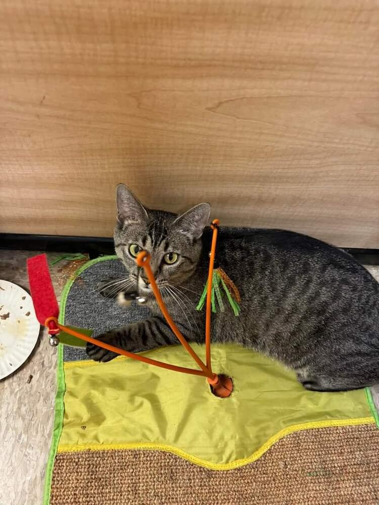 Enlarge Dory, a Adoptable Domestic Short Hair in O'Fallon, MO image 1/3