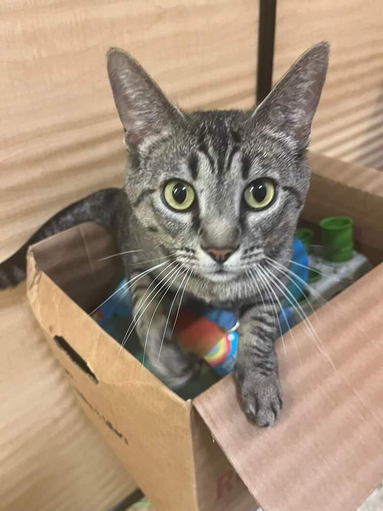 Enlarge Dory, a Adoptable Domestic Short Hair in O'Fallon, MO image 3/3