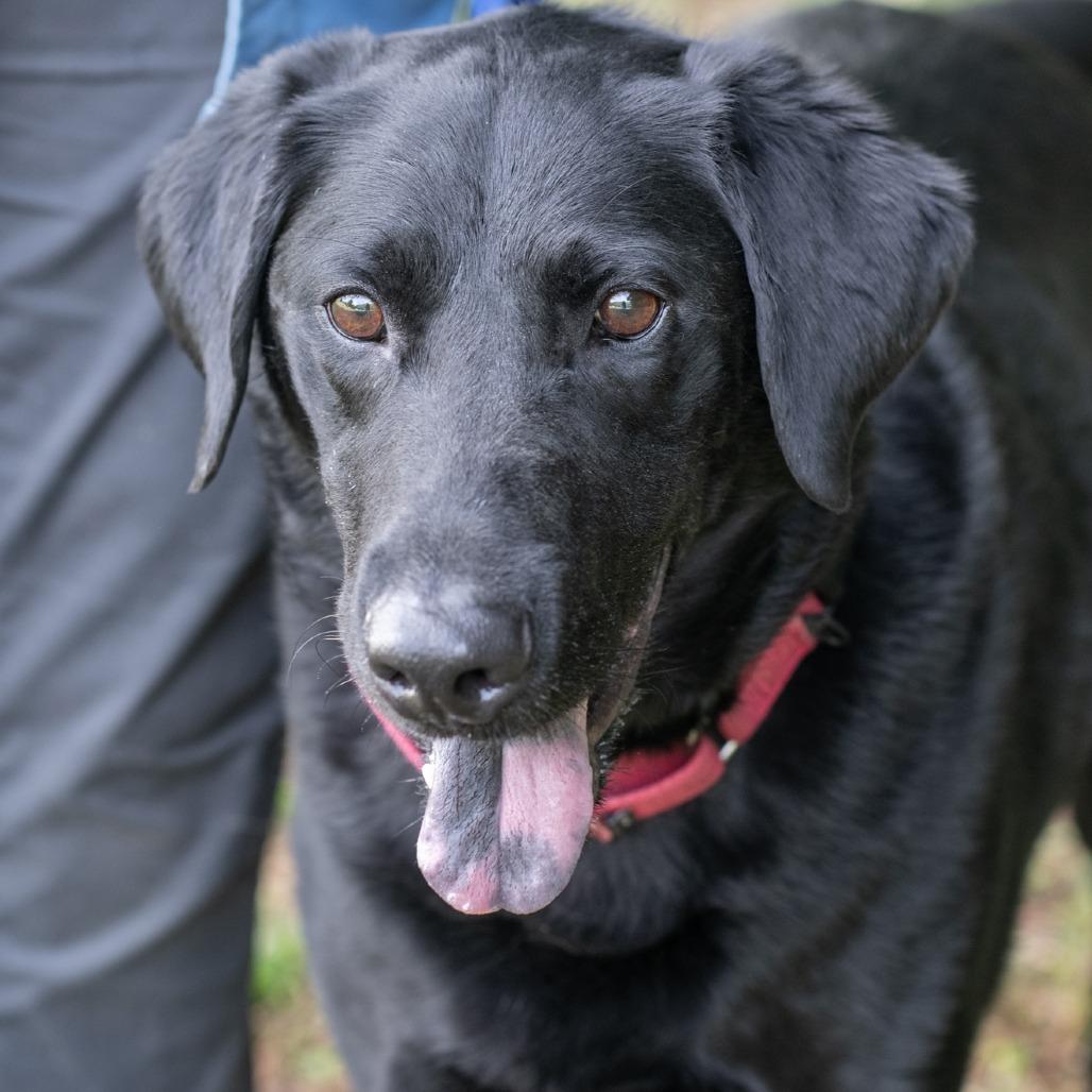 RACKS-30648, Adoptable, Adult Male Black Labrador Retriever.
