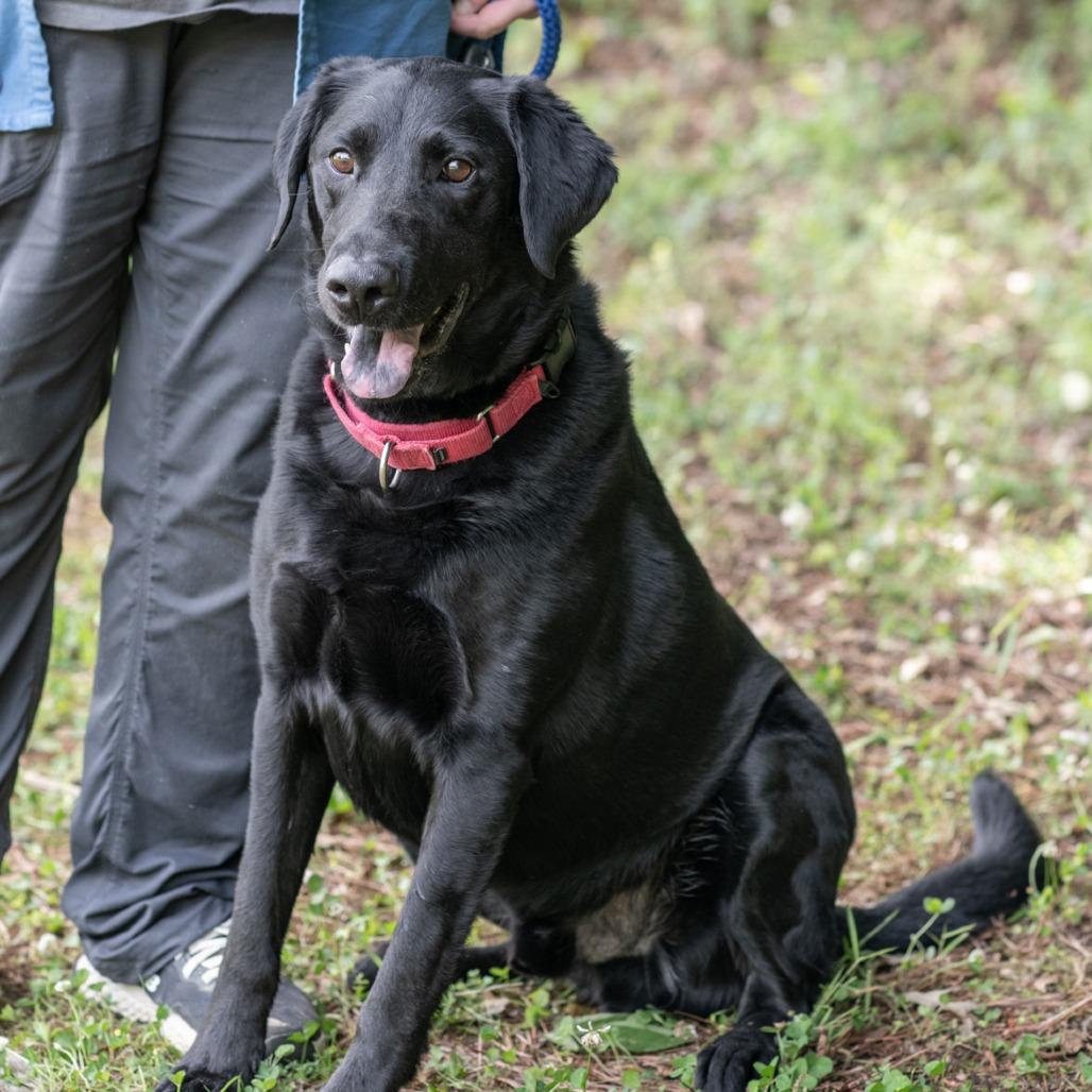 RACKS-30648, a Adoptable Black Labrador Retriever in Bartlett, TN image 2/2