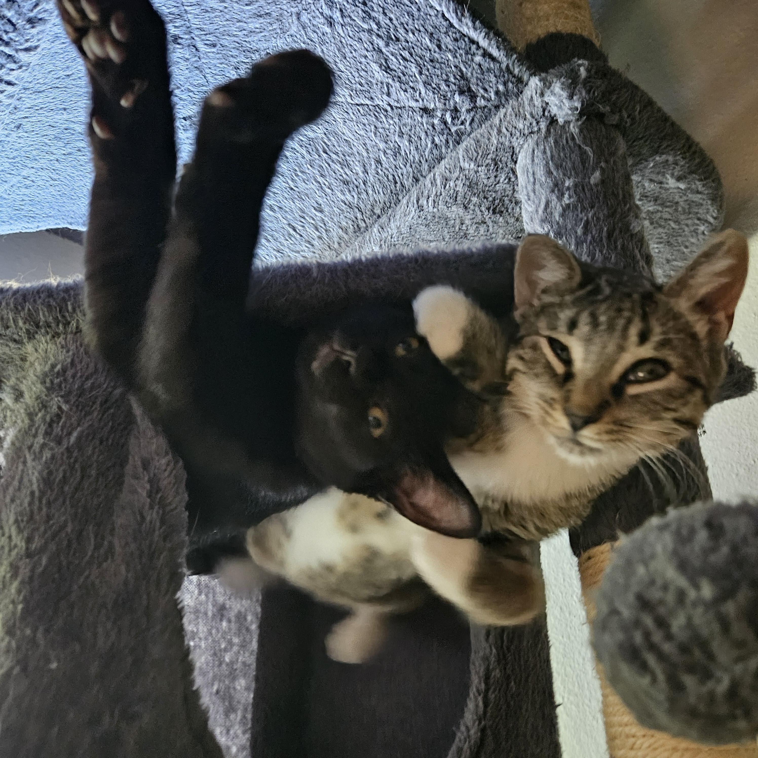 Enlarge Serena Williams, a ADOPTABLE Domestic Short Hair in Portland, OR image 4/4