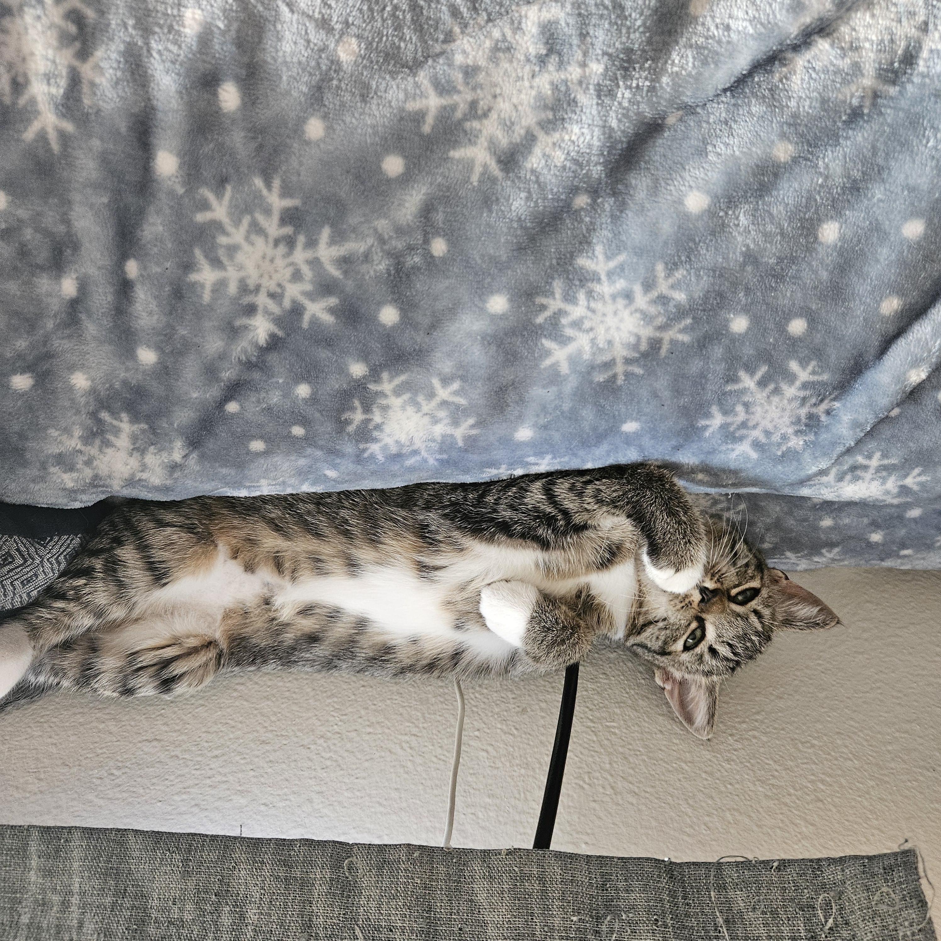 Serena Williams, ADOPTABLE, Kitten Female Domestic Short Hair.
