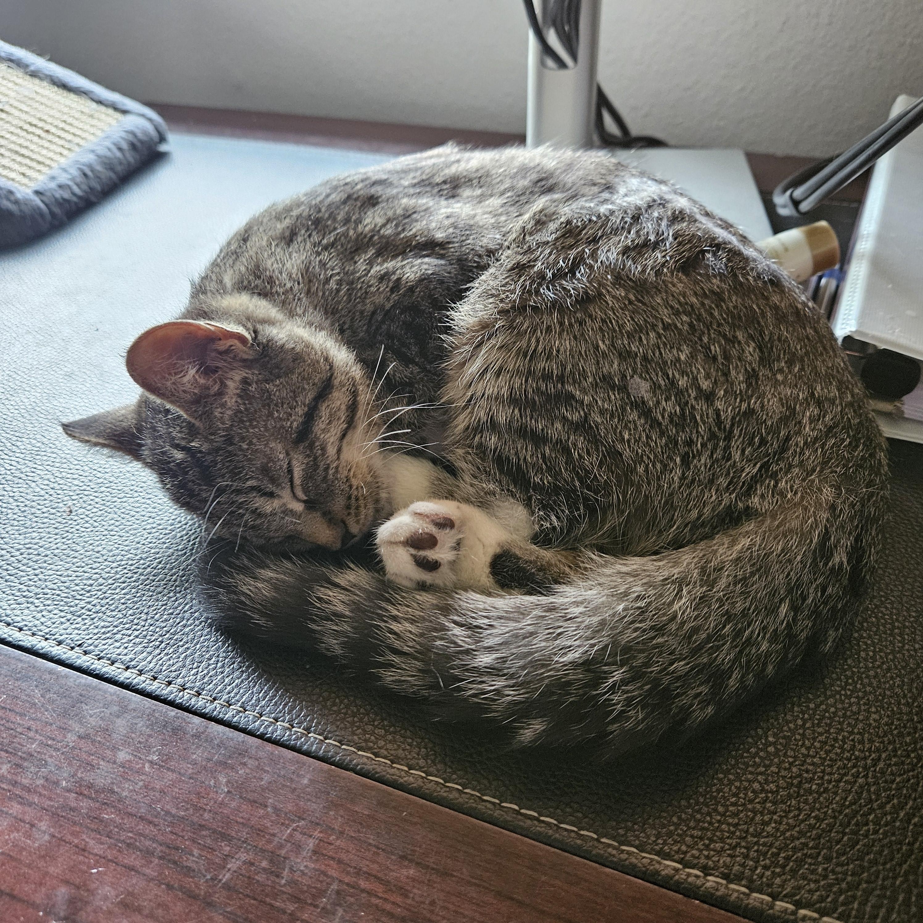 Enlarge Serena Williams, a ADOPTABLE Domestic Short Hair in Portland, OR image 2/4