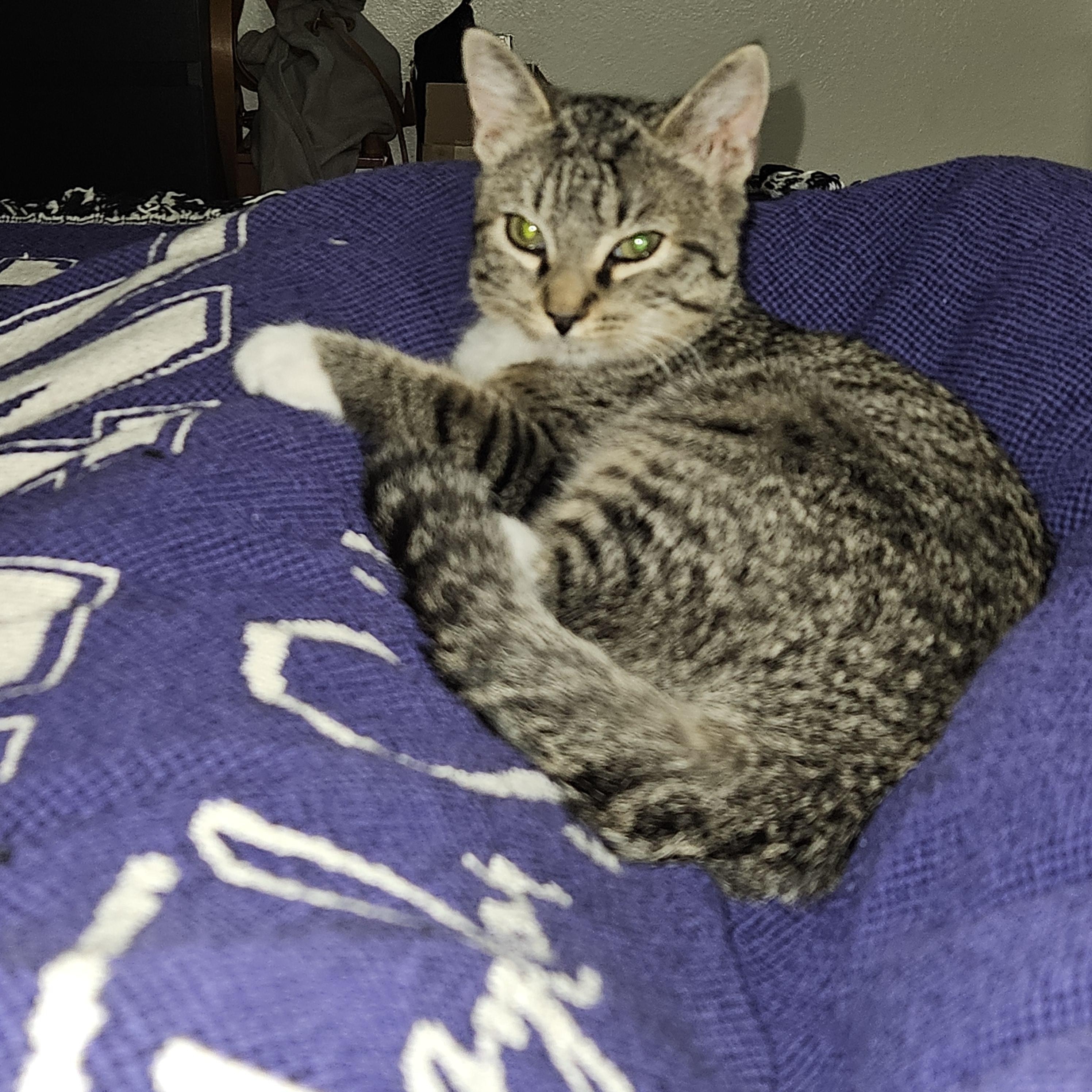 Enlarge Serena Williams, a ADOPTABLE Domestic Short Hair in Portland, OR image 3/4