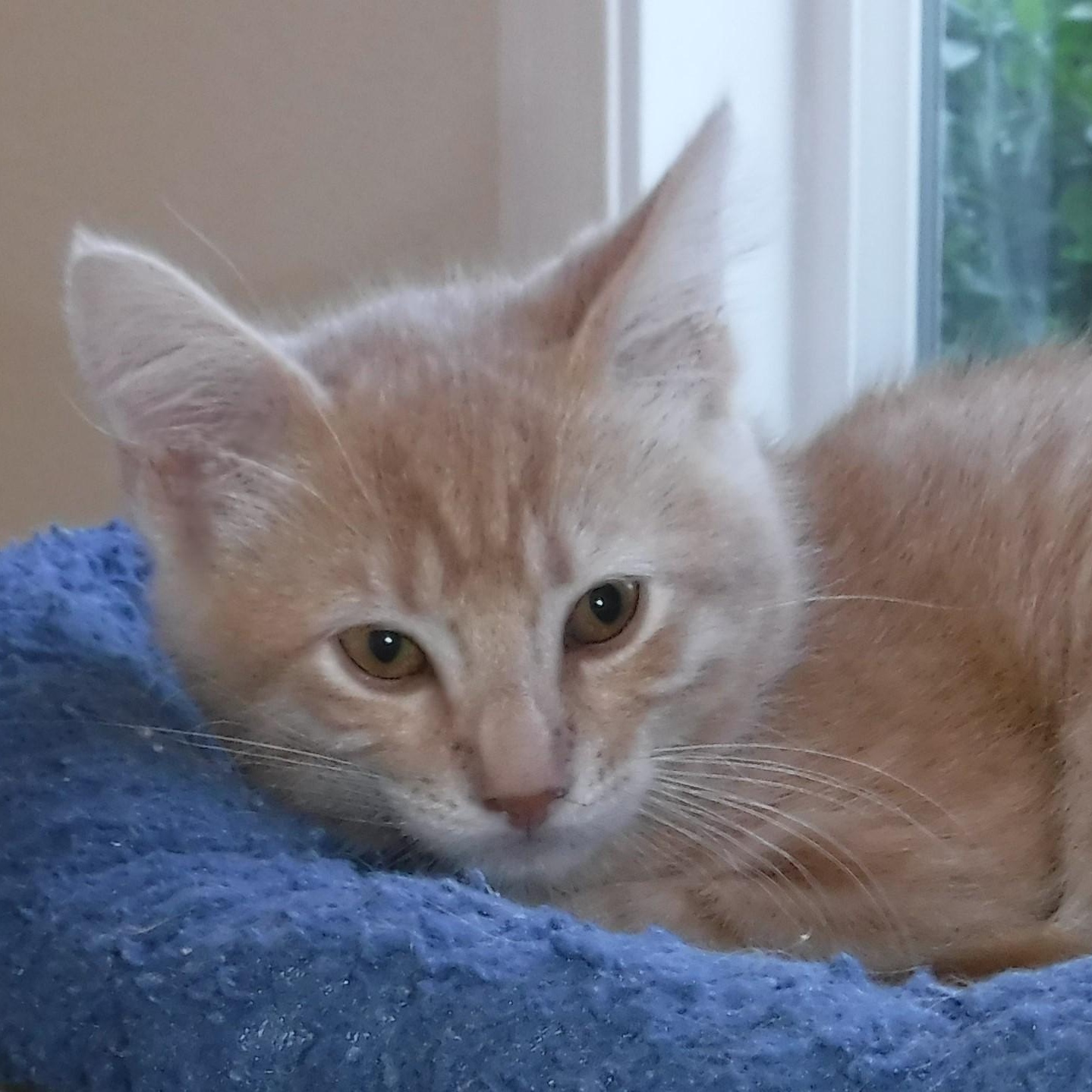 Rusty - Sweet & Cute, an adoptable Tabby in Hoquiam, WA image 4/4