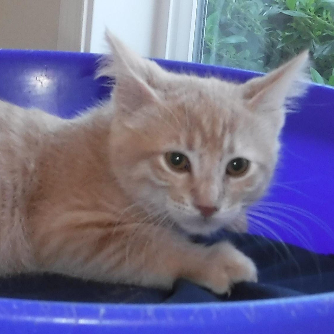 Rusty - Sweet & Cute, an adoptable Tabby in Hoquiam, WA image 3/4