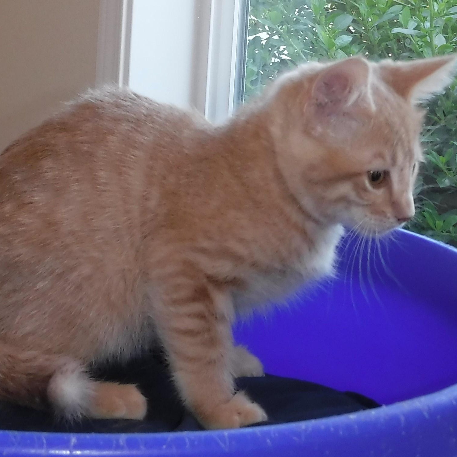Rusty - Sweet & Cute, adoptable, Kitten Male Tabby.