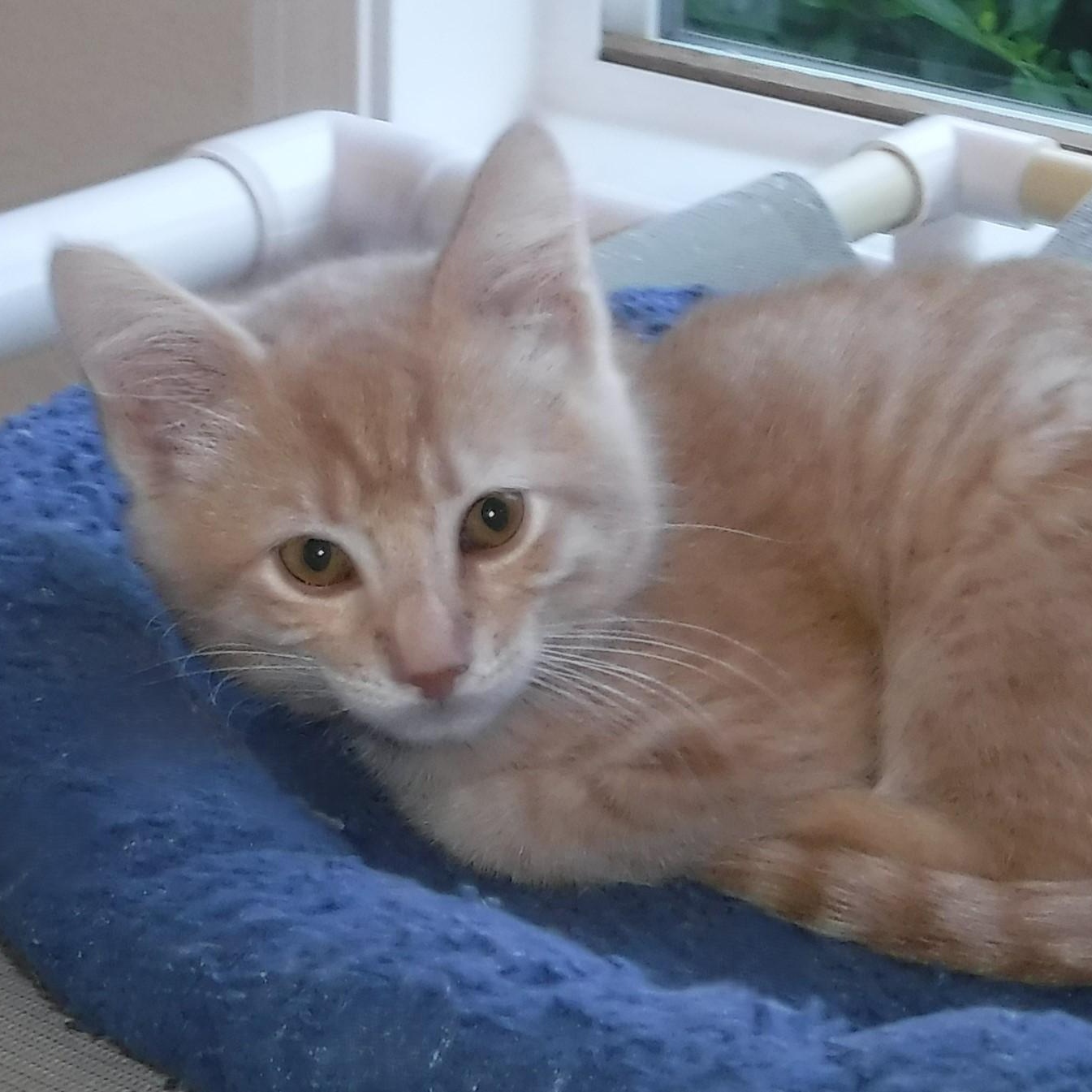 Rusty - Sweet & Cute, an adoptable Tabby in Hoquiam, WA image 2/4