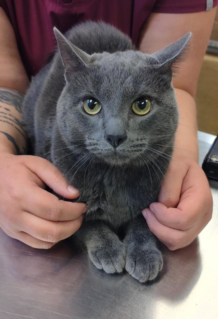 Yoda - At Petco, Adoptable, Young Male Domestic Short Hair.