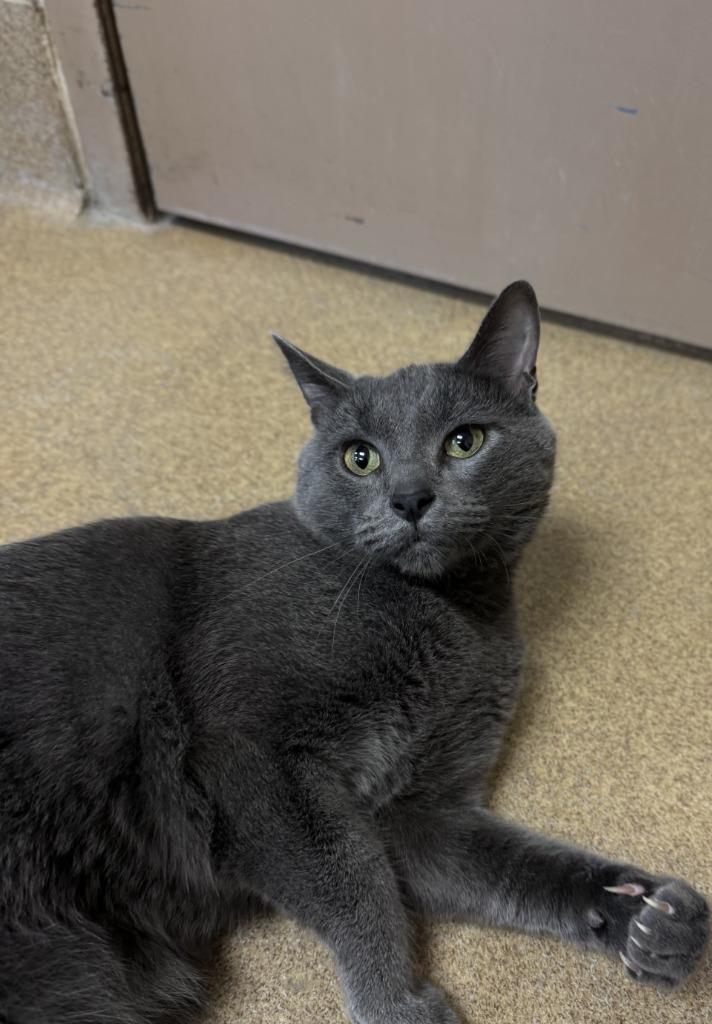 Yoda - At Petco, a Adoptable mixed breed in Grand Forks, ND image 2/3