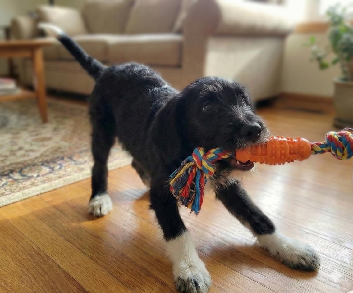 Enlarge Ziggy, a Adoptable mixed breed in Crown Point, IN image 4/5