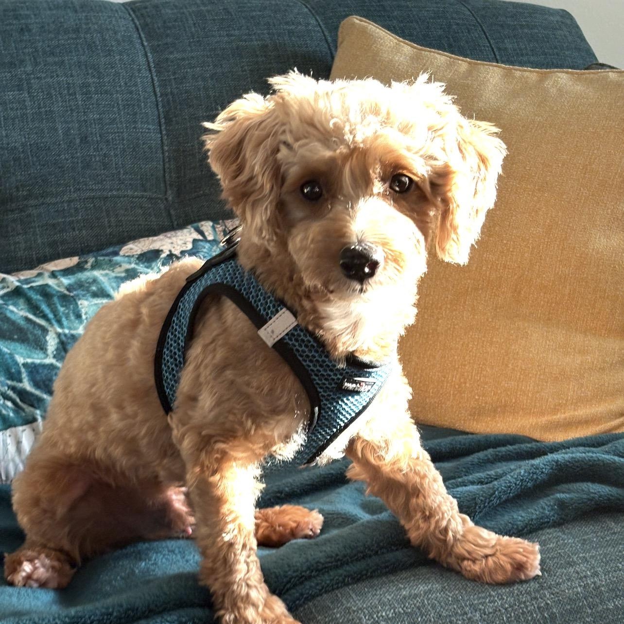 Rey, ADOPTABLE, Young Male Poodle.