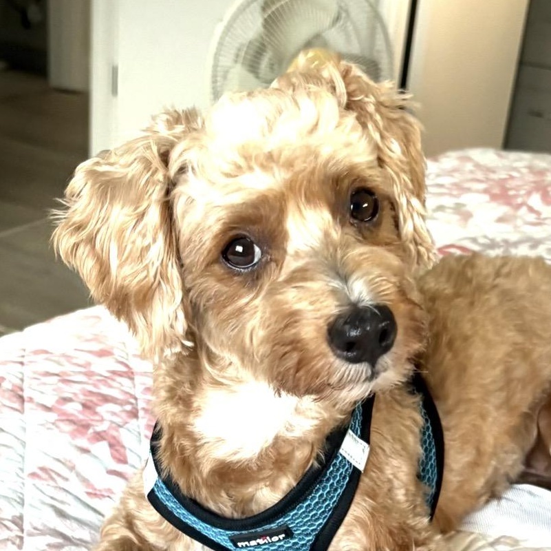 Enlarge Rey, a ADOPTABLE mixed breed in Sarasota, FL image 2/2