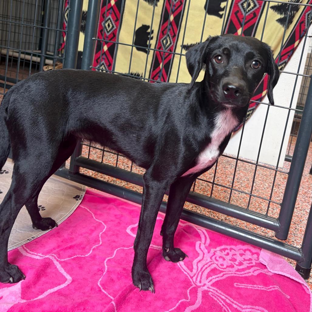 Acadia, Adoptable, Adult Female Dachshund & Mixed Breed.
