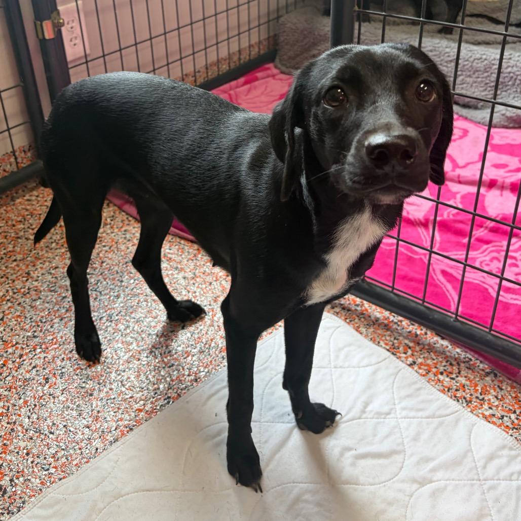 Enlarge Acadia, a Adoptable mixed breed in Fredericksburg, TX image 2/2