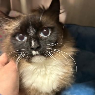 S'Mores, an adoptable Snowshoe in Juneau, AK, 99801 | Photo Image 1