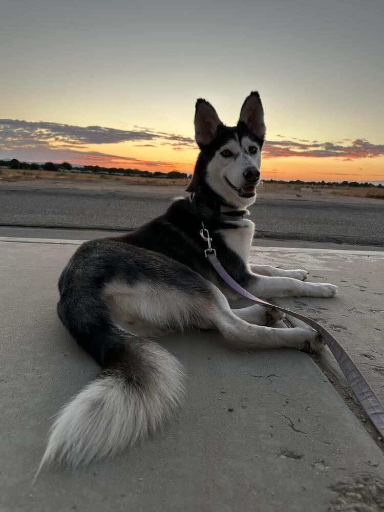 Enlarge Leia, a Adoptable Husky in Lancaster, CA image 1/6