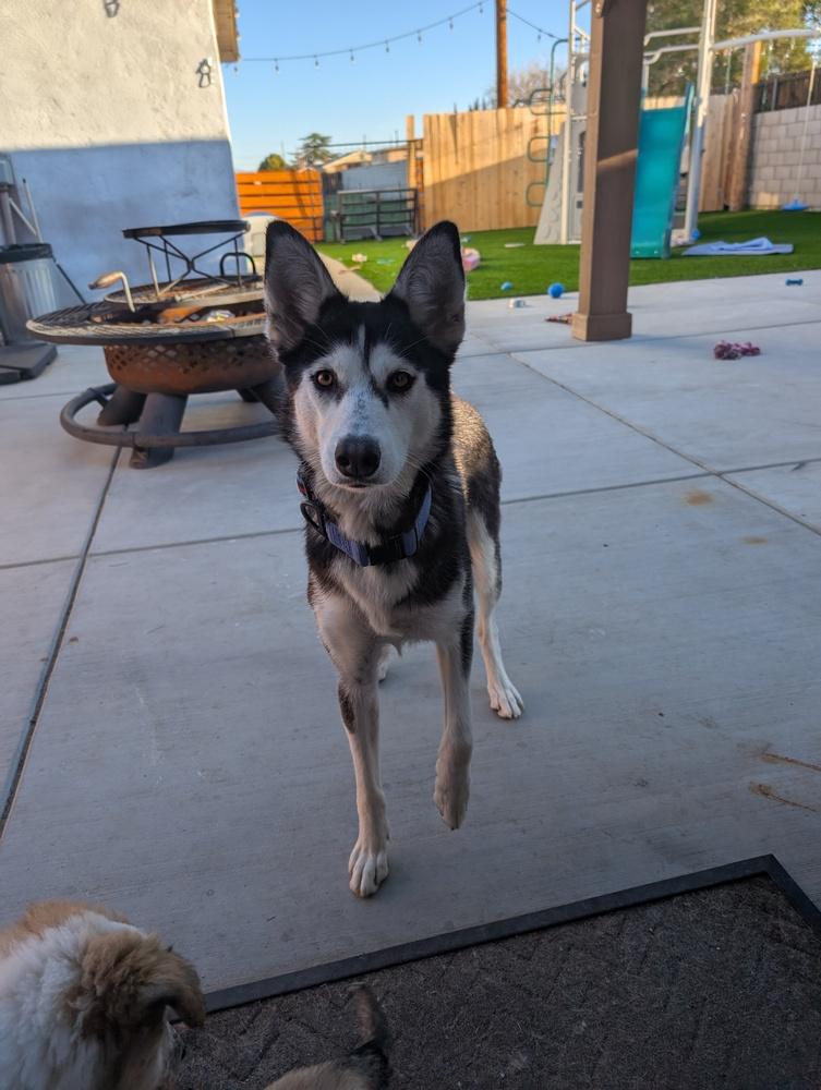 Leia, Adoptable, Adult Female Husky.