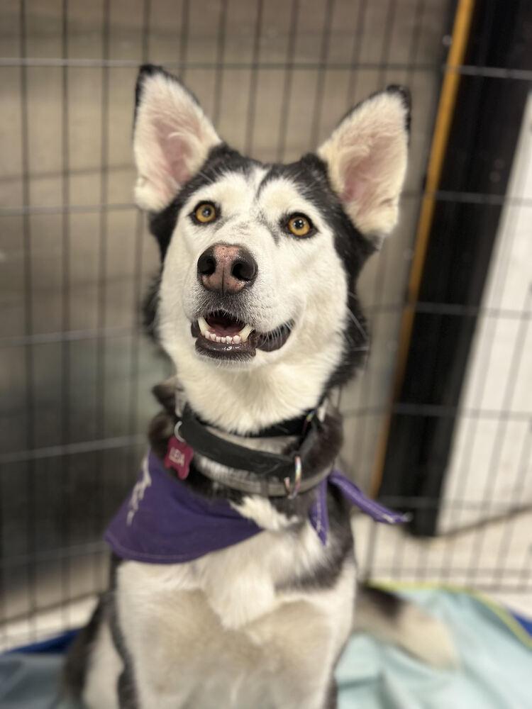 Leia, Adoptable, Adult Female Husky.