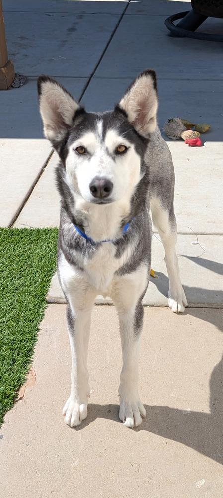 Enlarge Leia, a Adoptable Husky in Lancaster, CA image 4/6