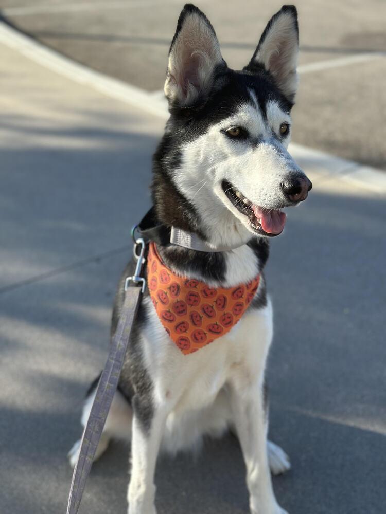 Enlarge Leia, a Adoptable Husky in Lancaster, CA image 5/6