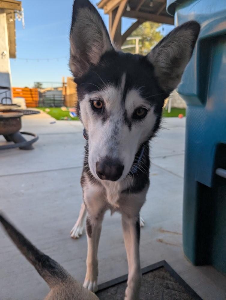 Enlarge Leia, a Adoptable Husky in Lancaster, CA image 6/6