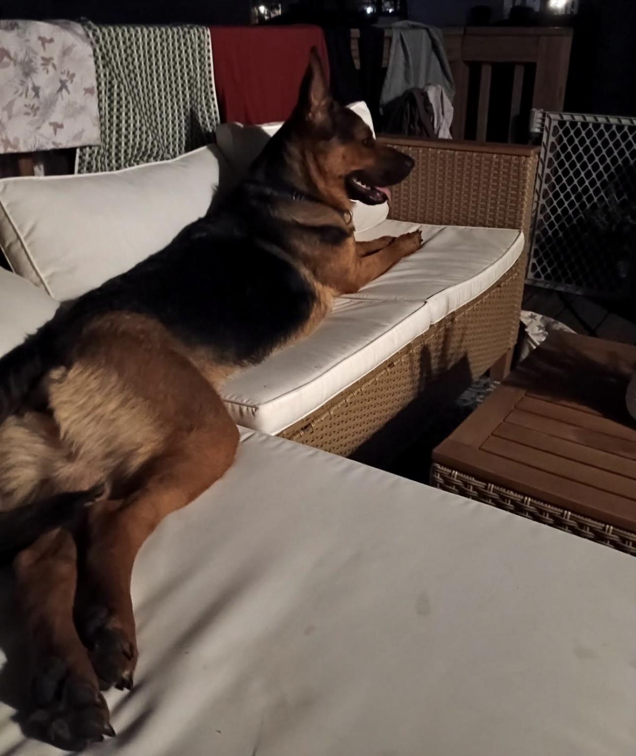 Enlarge Mocha, a Adopted German Shepherd Dog in Kankakee, IL image 2/2