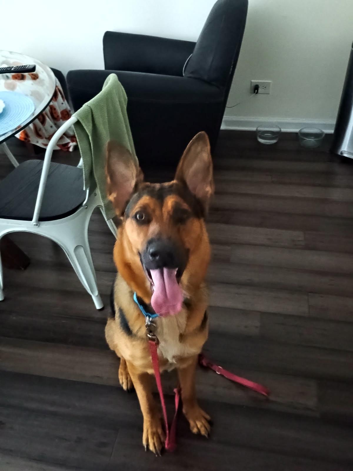 Mocha, Adopted, Young Female German Shepherd Dog.