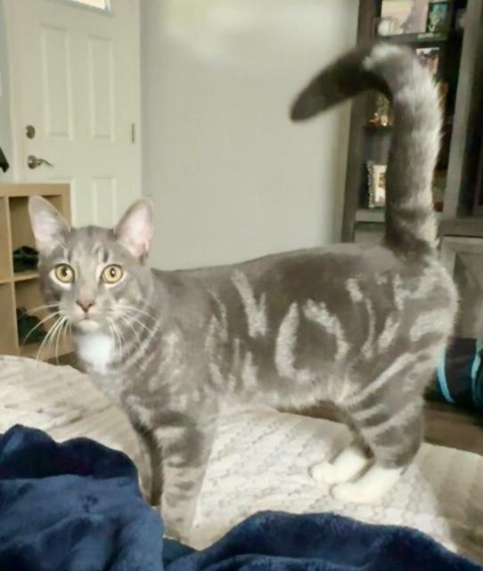 Blue aka Mittens, a Adoptable mixed breed in San Jose, CA image 1/3