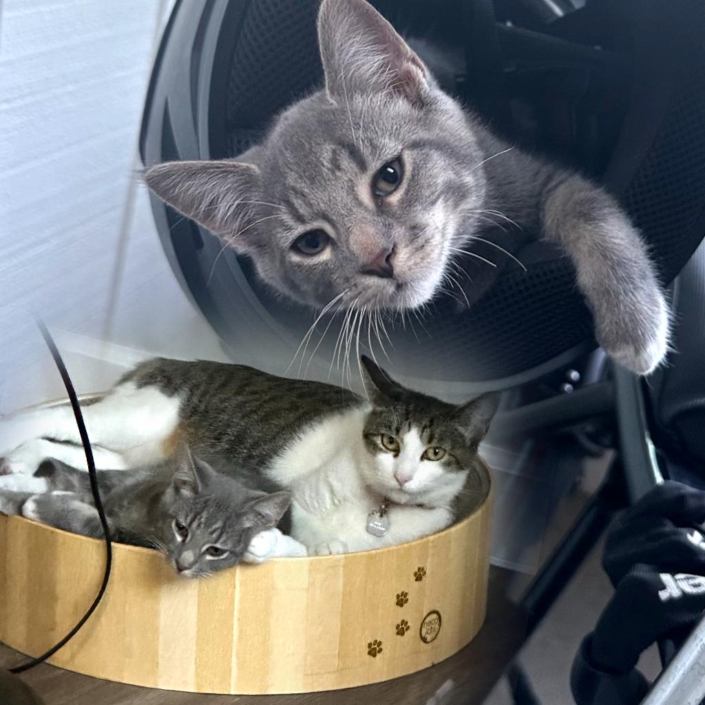 Blue aka Mittens, Adoptable, Young Male Domestic Short Hair.