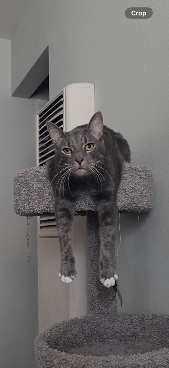 Enlarge Blue aka Mittens, a Adoptable mixed breed in San Jose, CA image 1/5