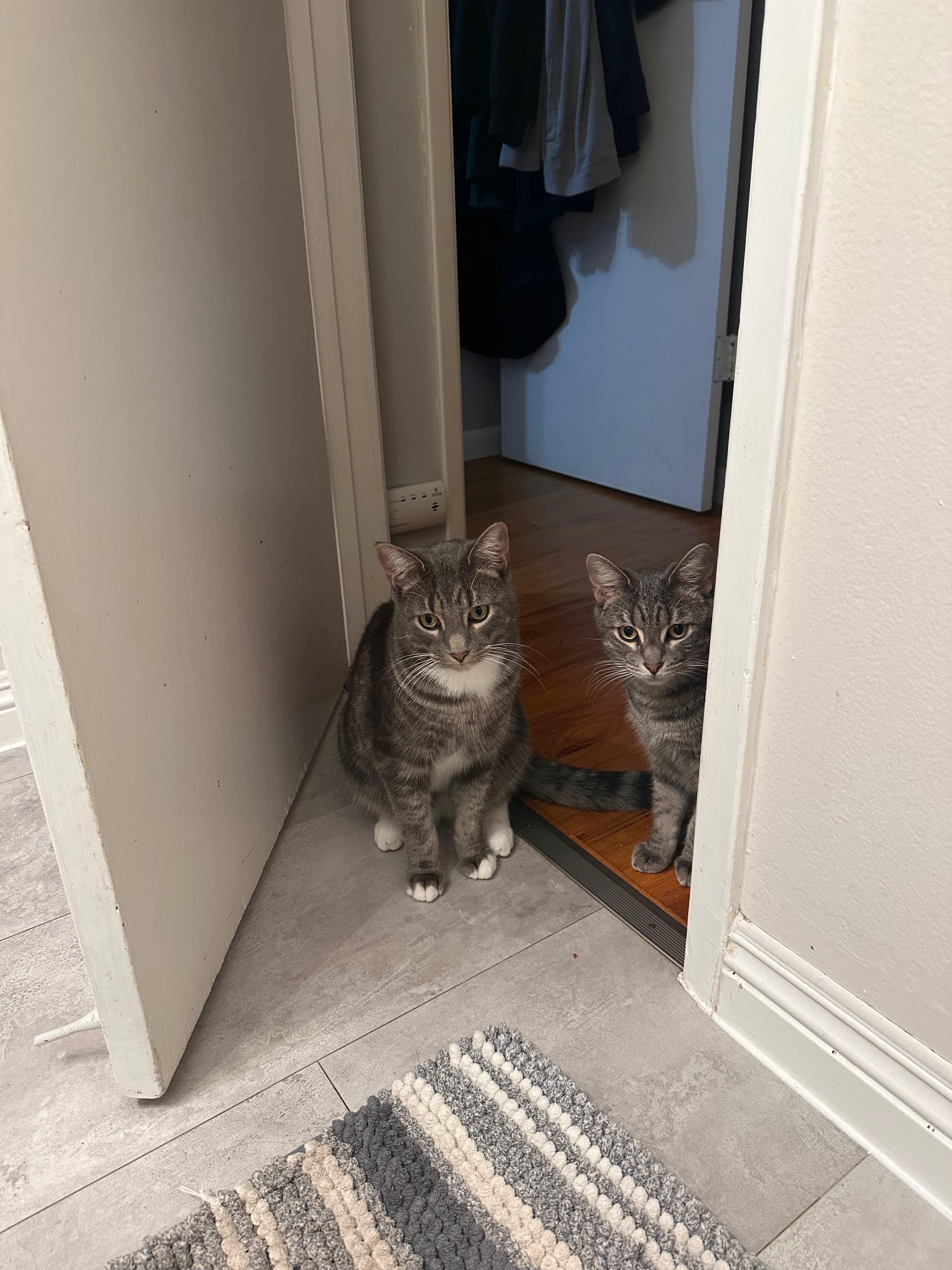 Enlarge Blue aka Mittens, a Adoptable mixed breed in San Jose, CA image 5/5