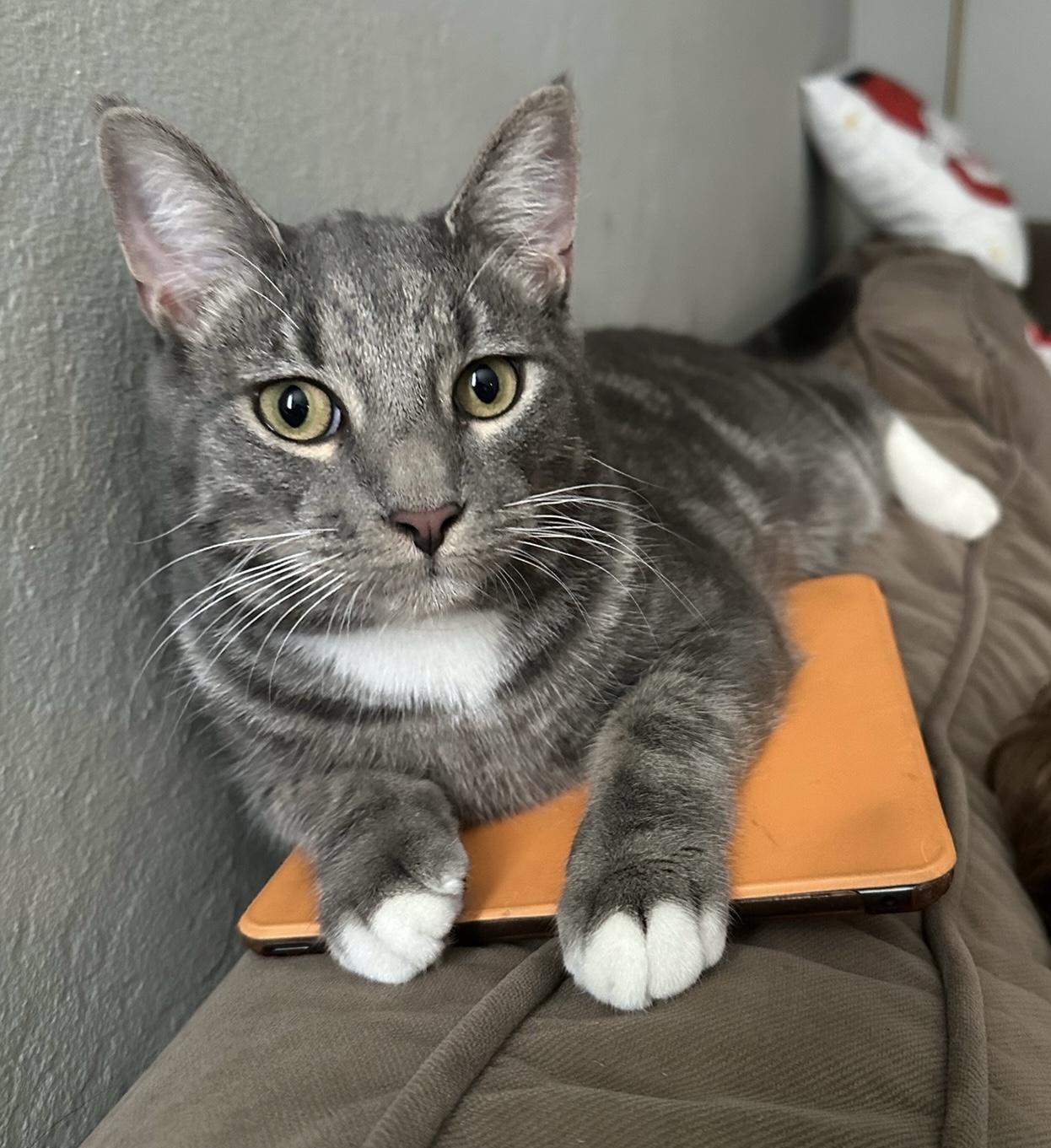 Blue aka Mittens, a Adoptable mixed breed in San Jose, CA image 2/3