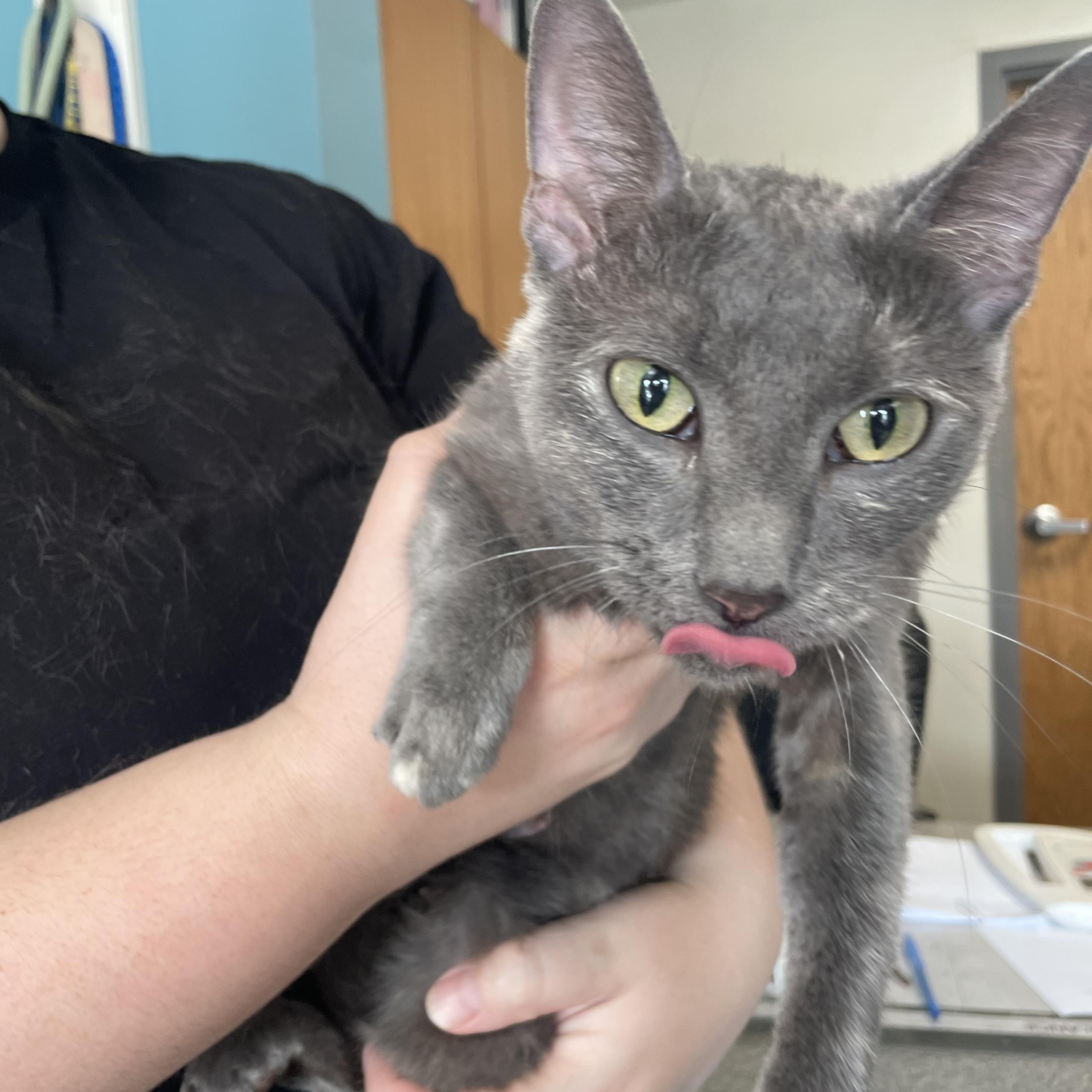 Sassy, ADOPTABLE, Adult Female Dilute Tortoiseshell.