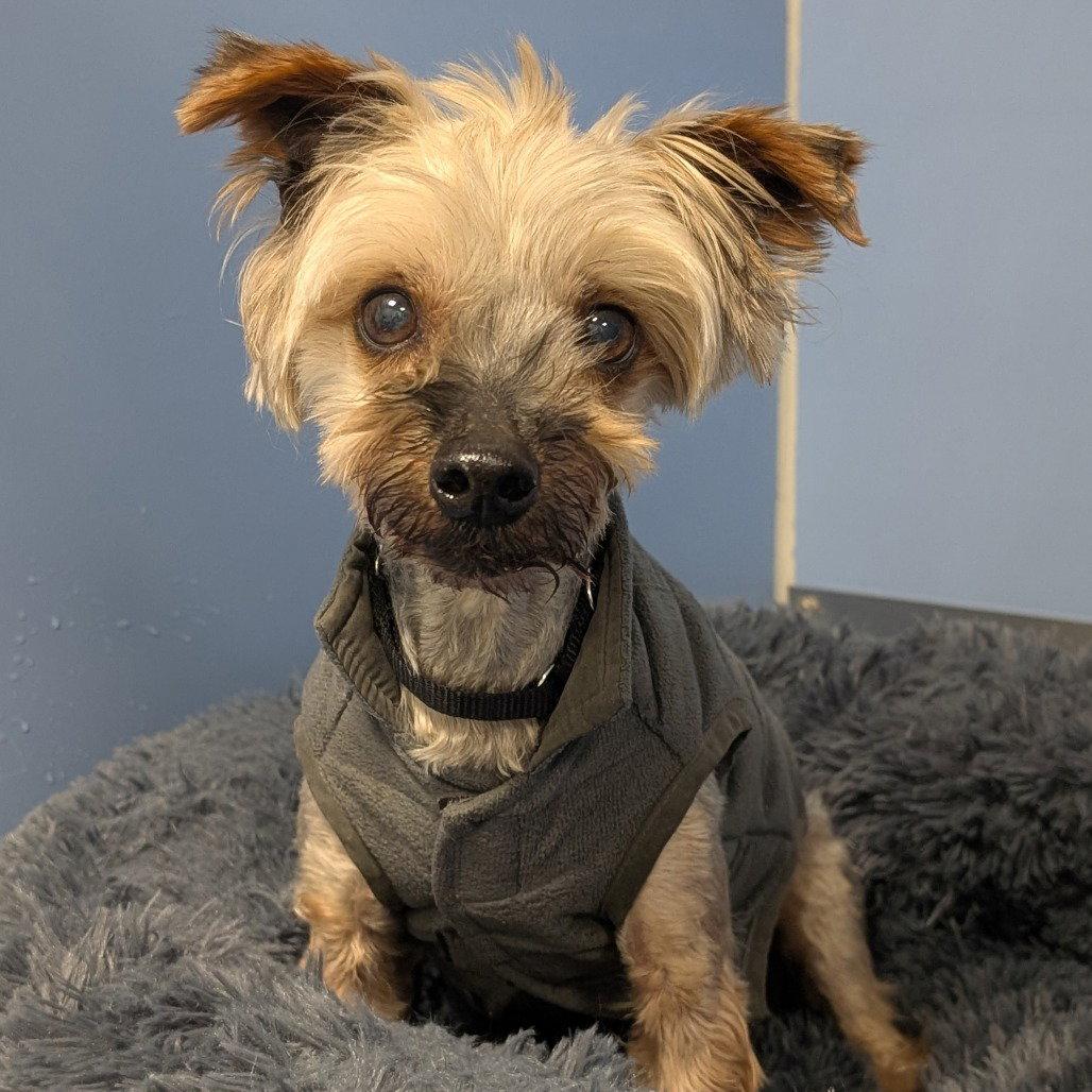 Enlarge Mozzie, a Adopted mixed breed in New Castle, DE image 1/1