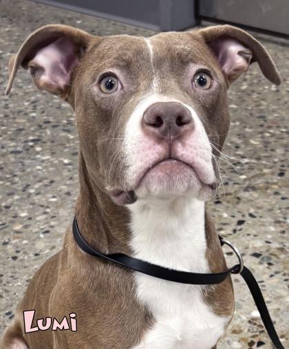 Enlarge Lumi, a Adoptable mixed breed in Mason, MI image 1/2