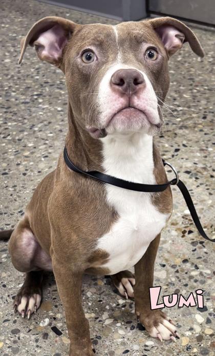Enlarge Lumi, a Adoptable mixed breed in Mason, MI image 2/2