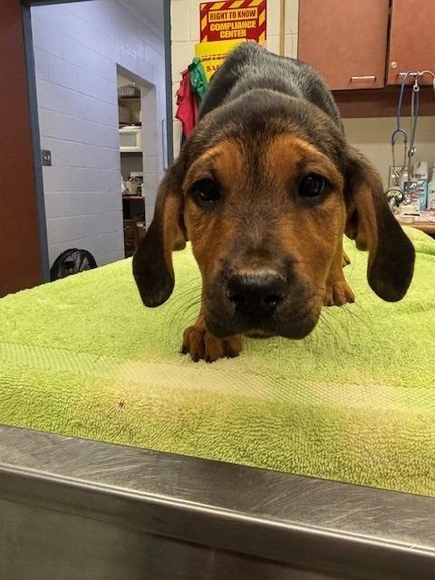 GINNY, Adoptable, Puppy Female Rottweiler & Hound.