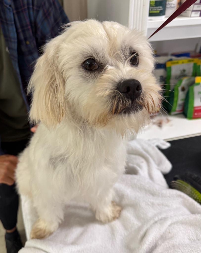 Cyclopse, Adopted, Young Male Terrier & Maltese.