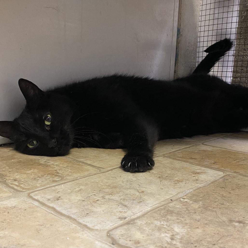 Millie, Adoptable, Senior Female Domestic Medium Hair.