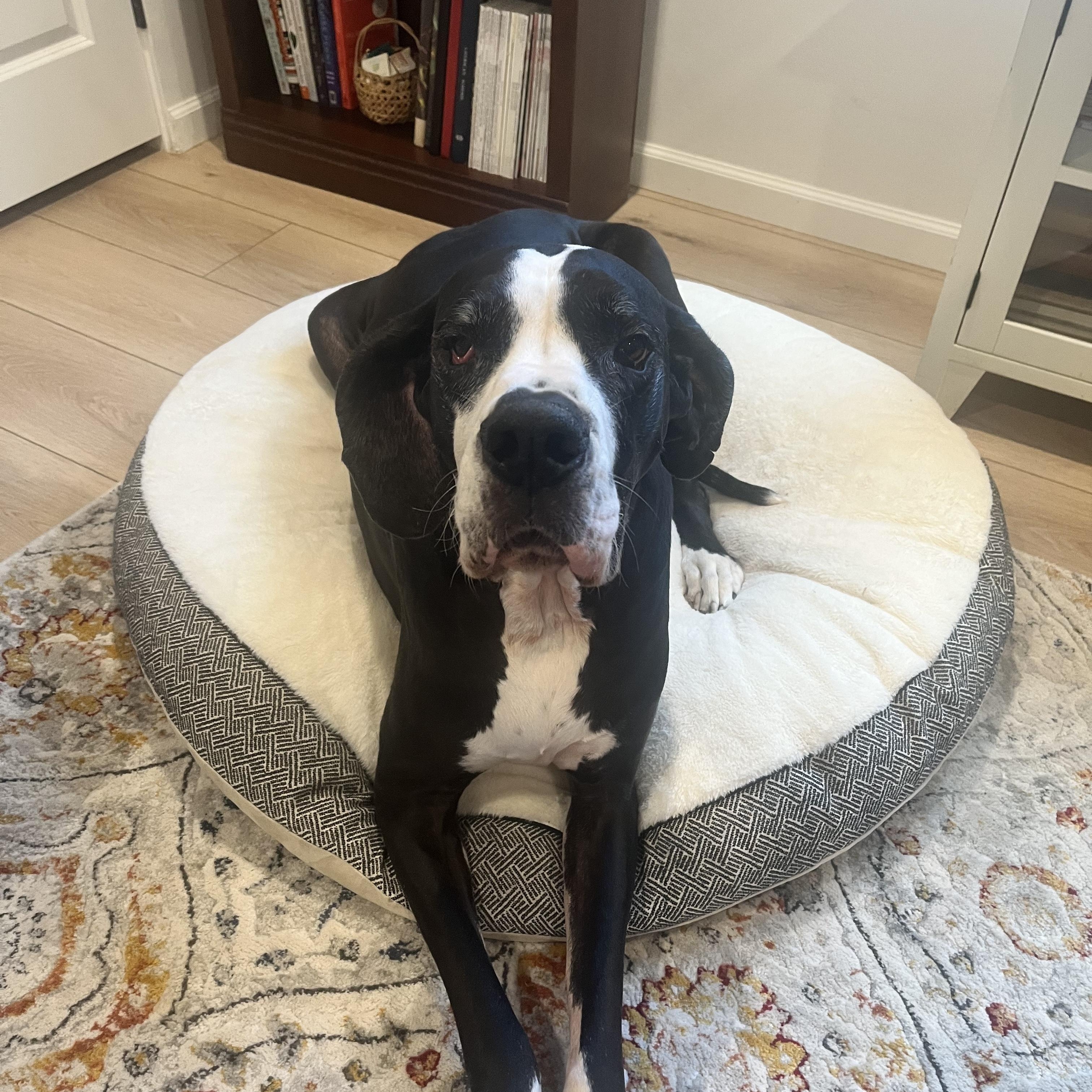 Enlarge Goliath, a Adoptable Great Dane in Tucson, AZ image 1/1