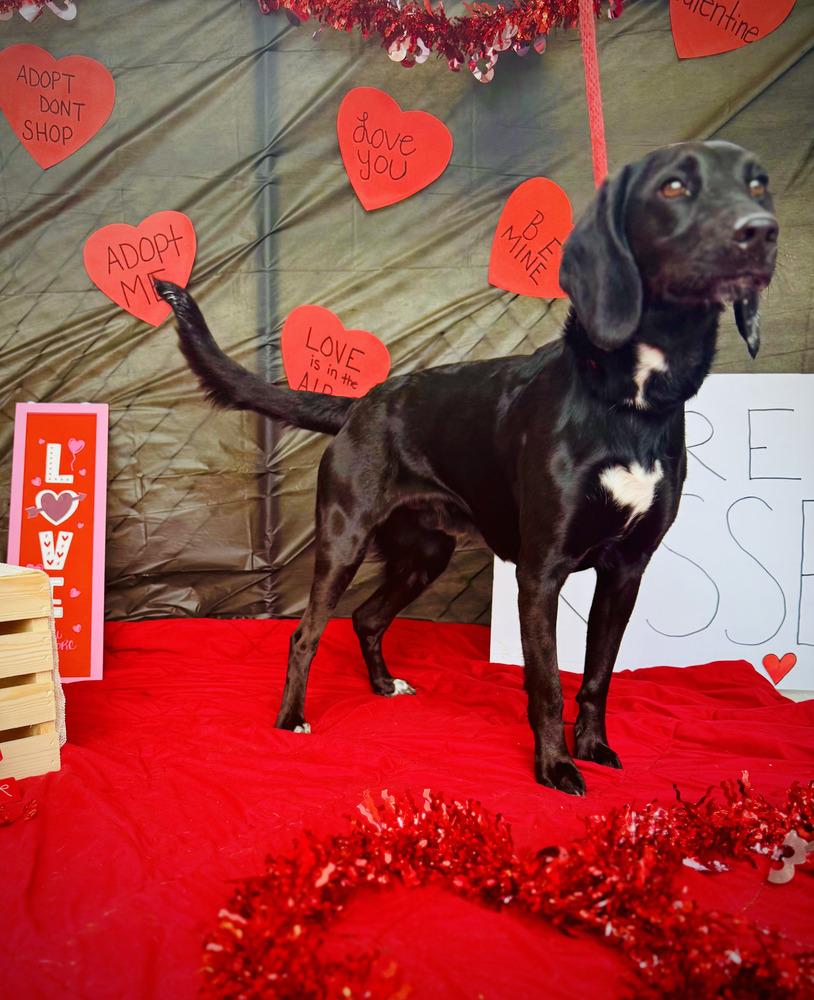 Cash, Adoptable, Young Male Hound.