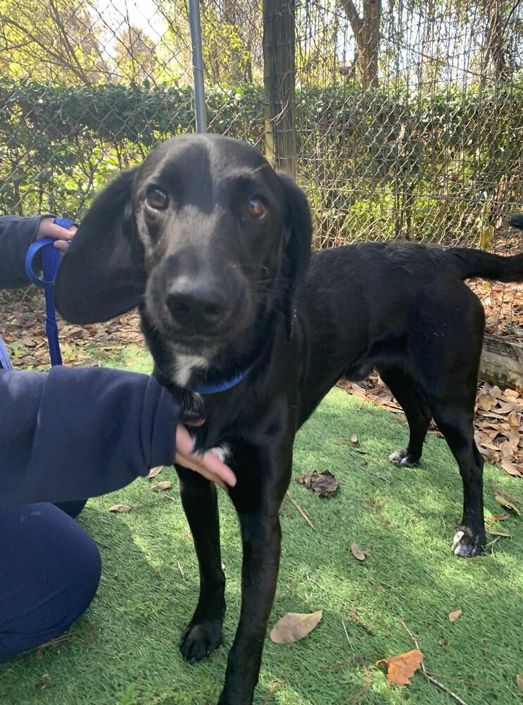 Enlarge Cash, a Adoptable mixed breed in Orlando, FL image 2/3