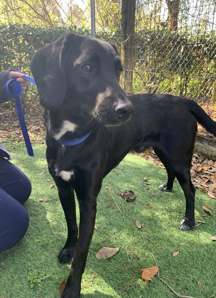 Enlarge Cash, a Adoptable mixed breed in Orlando, FL image 3/3